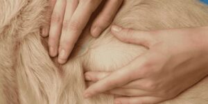 Tick Skin Infections