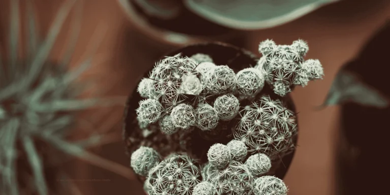 10-day rule cold bacterial sinus infection ChatRx