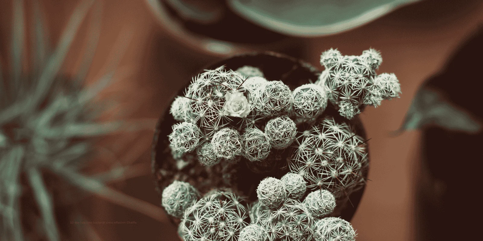 10-day rule cold bacterial sinus infection ChatRx