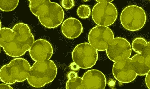 BV keeps coming back after treatment what to do