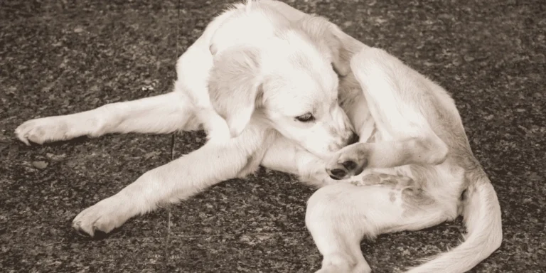 dog bite cat scratch infection spring outdoor risks