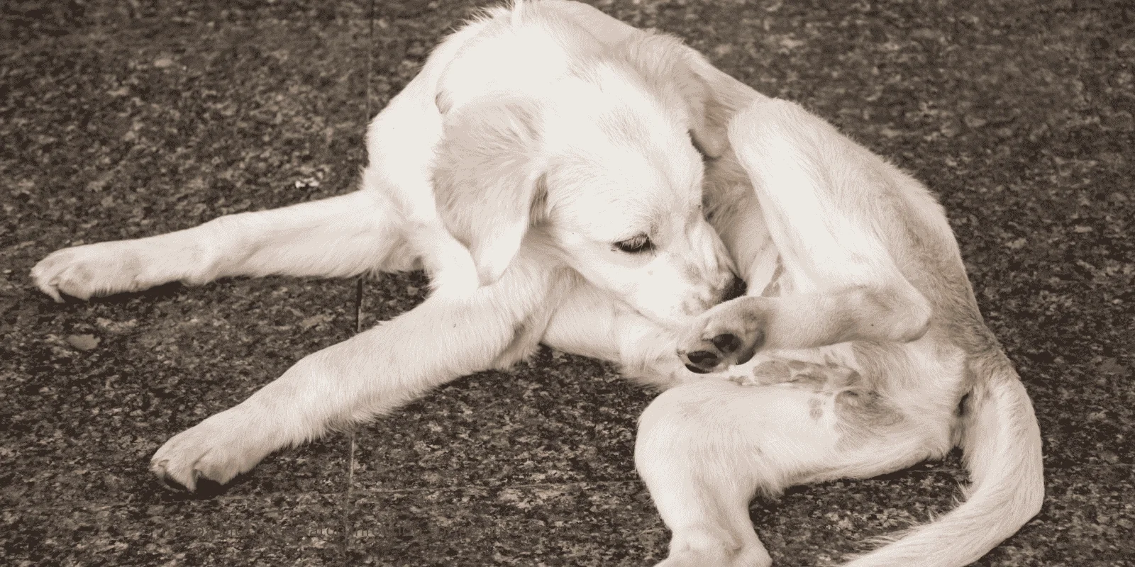 dog bite cat scratch infection spring outdoor risks