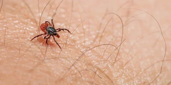 spider bite identification