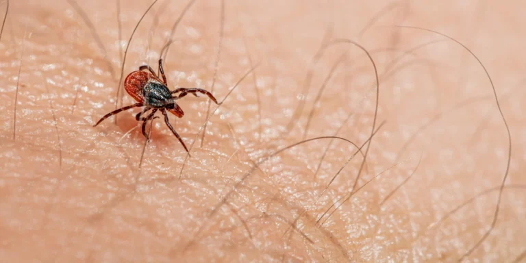 spider bite identification
