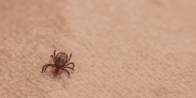 Tick-Borne Diseases